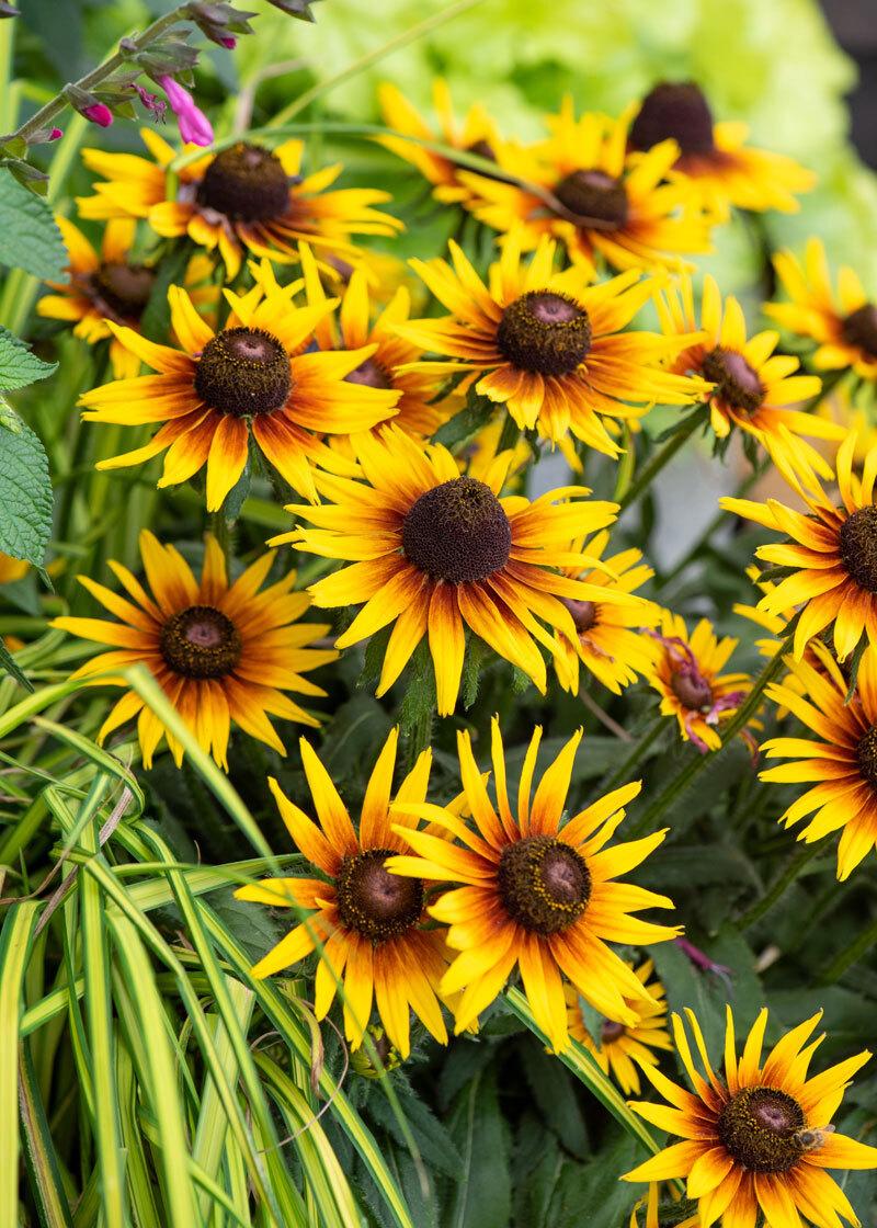 Pielęgnacja rudbekii