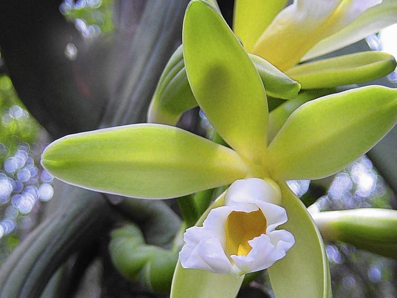 Pielęgnacja wanilii w domu