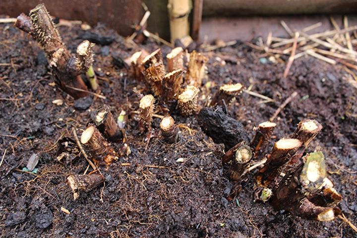 Poradnik przycinania malin