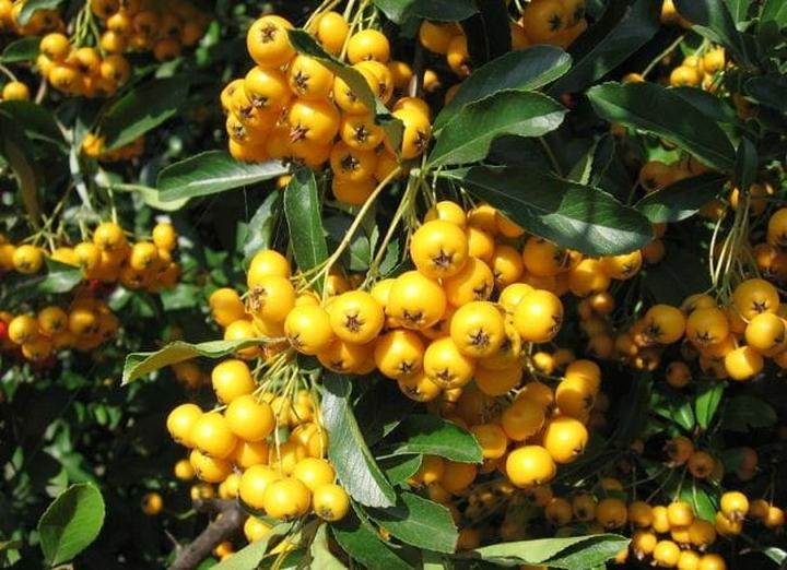 Przechowywanie jarzebiny