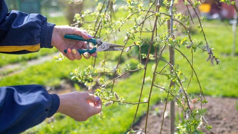 Przepisy prawa o przycinaniu drzew