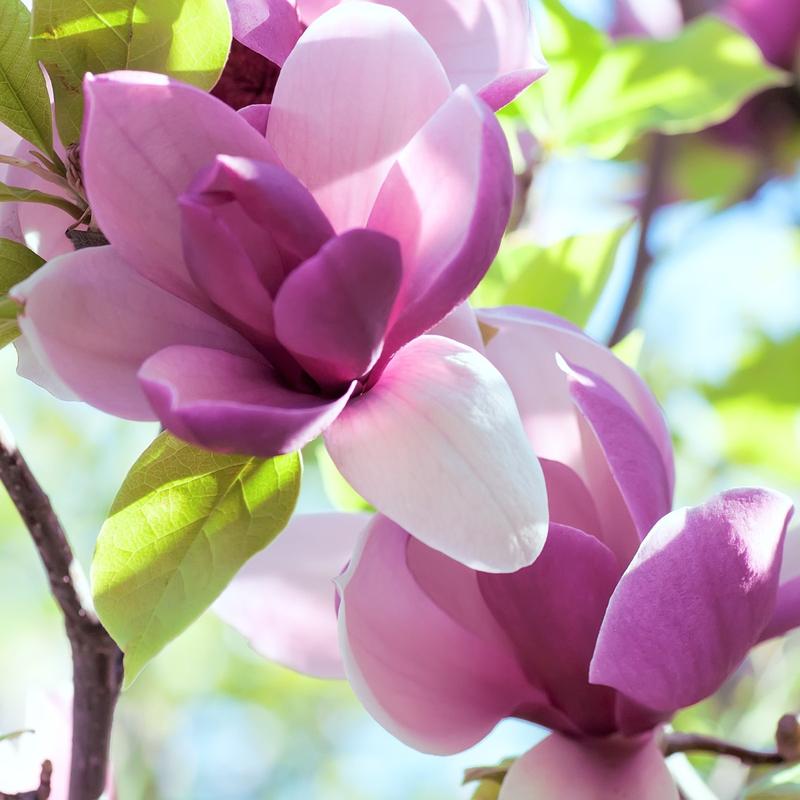 Przycinanie magnolii