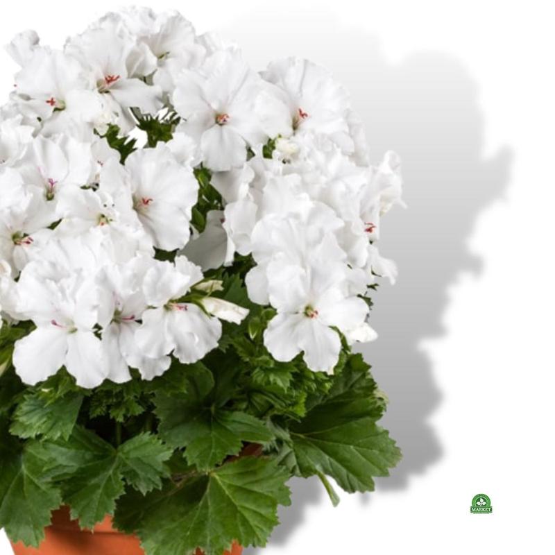Rozmnażanie pelargonii