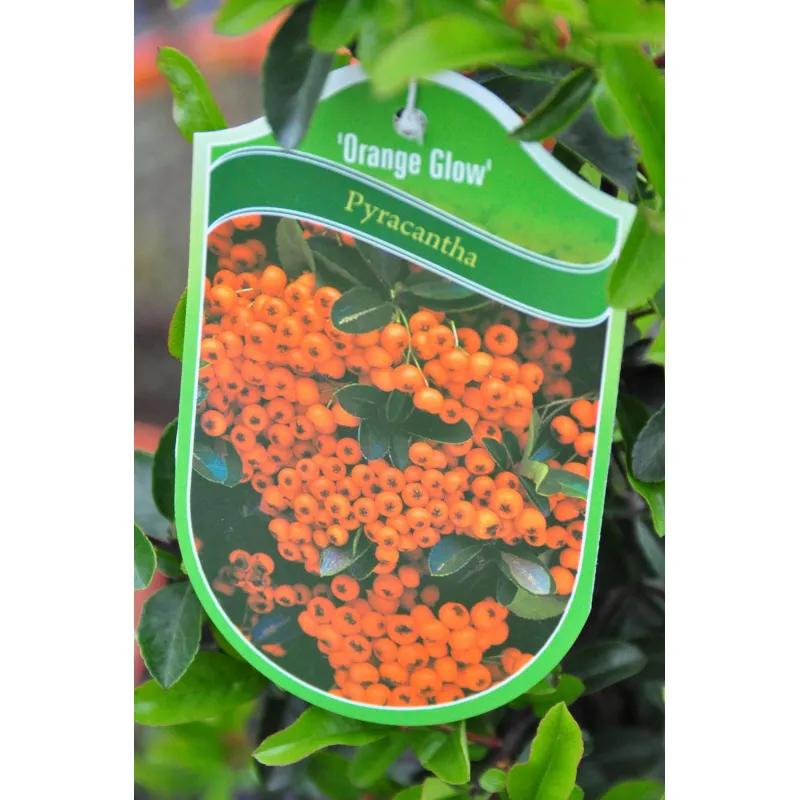 Różnice między rokitnikiem a ognikiem