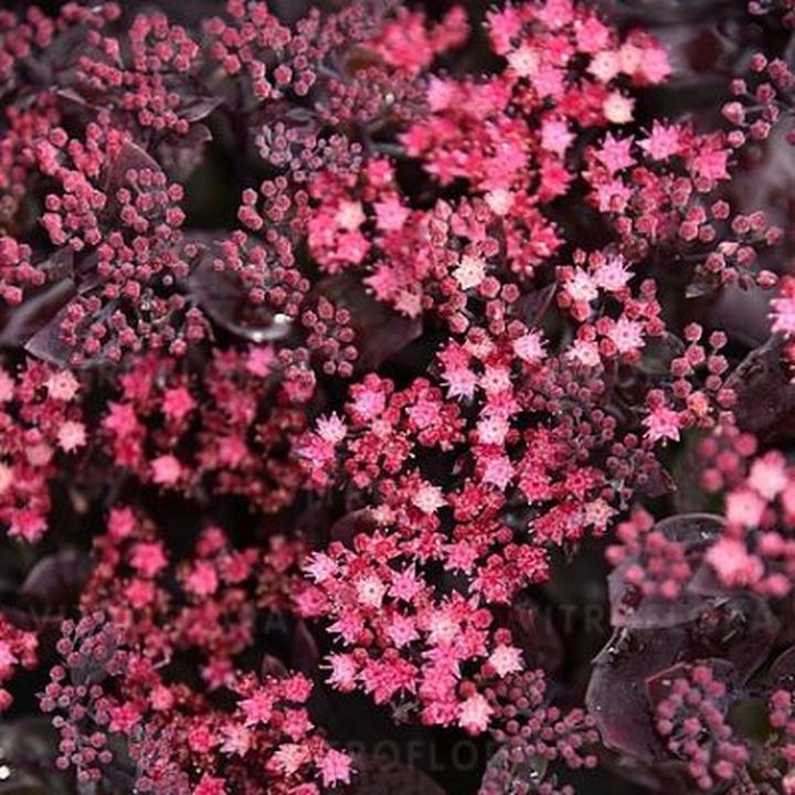 Sadzenie rozchodników