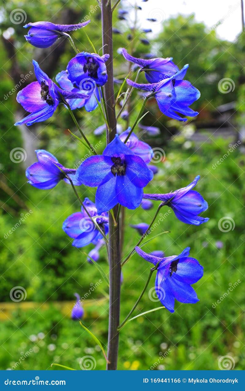 Symbolika niebieskich kwiatów