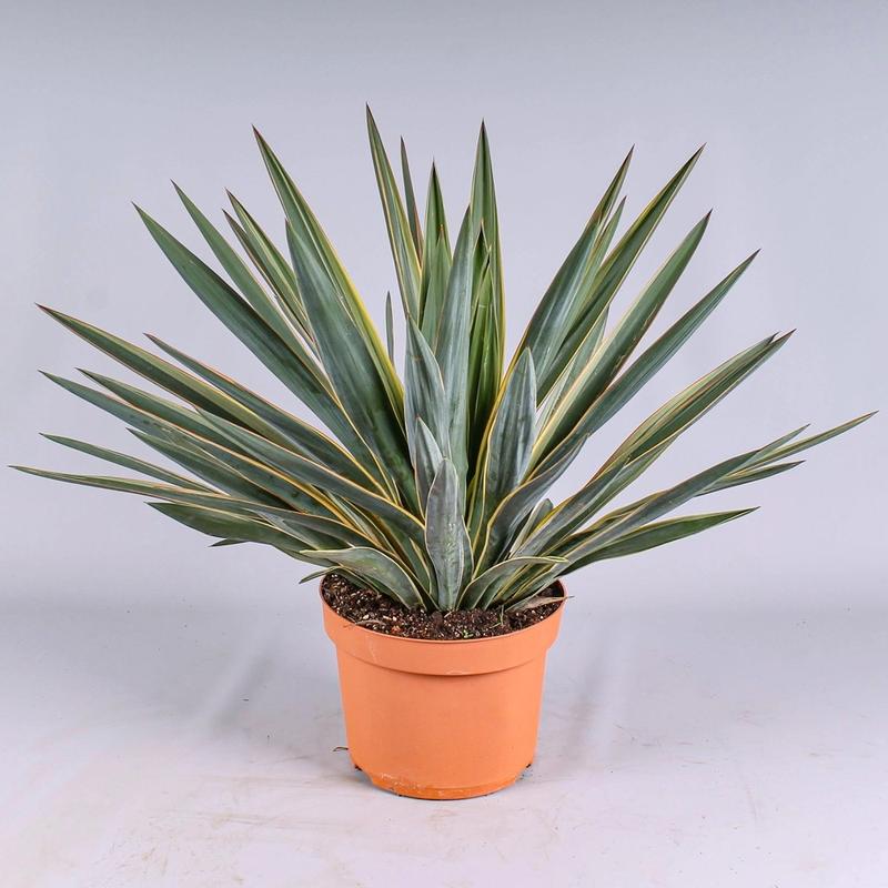 Technika przesadzania