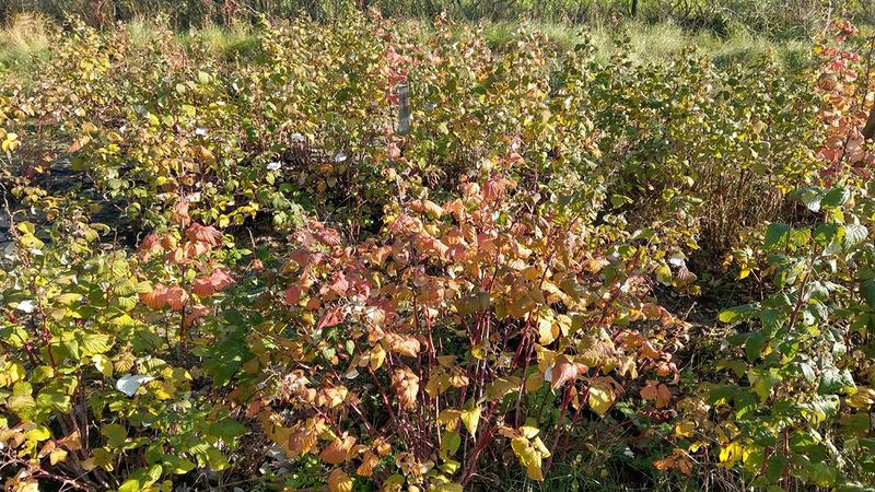 Techniki cięcia malin