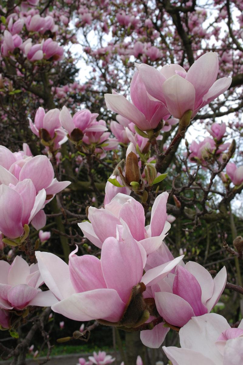 Techniki przycinania magnolii