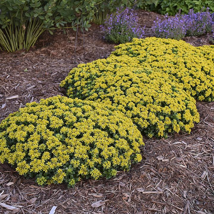 Techniki sadzenia rozchodników