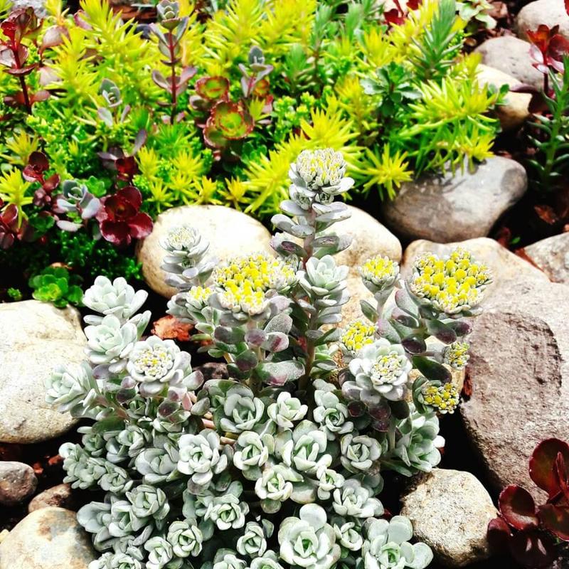 Termin sadzenia rozchodników