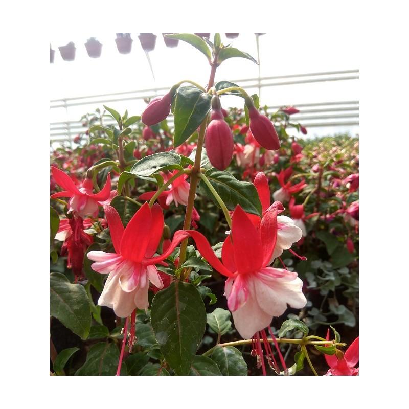 Uprawa fuksji doniczce