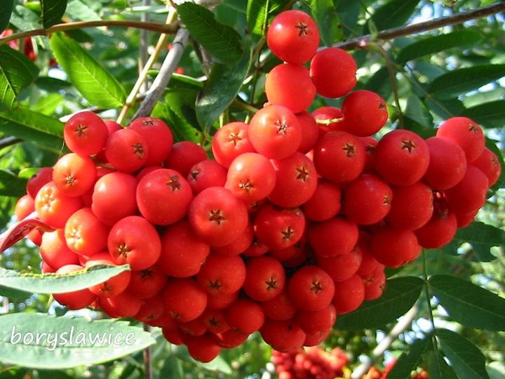 Uprawa jarzebiny w ogrodzie