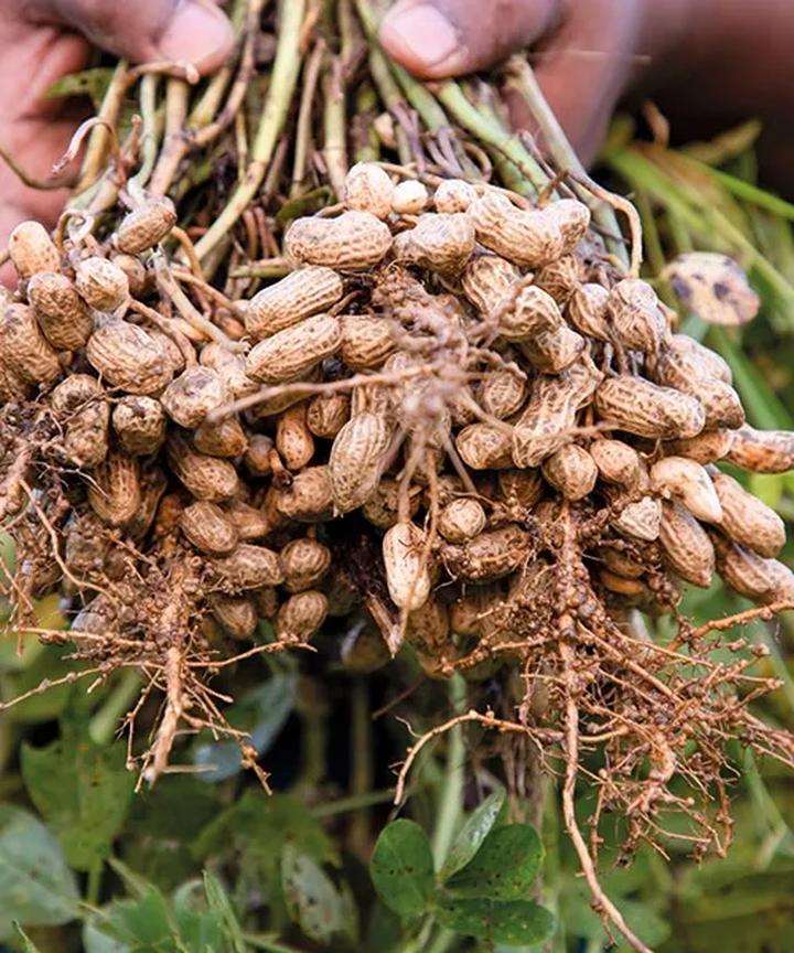 Uprawa orzeszków ziemnych