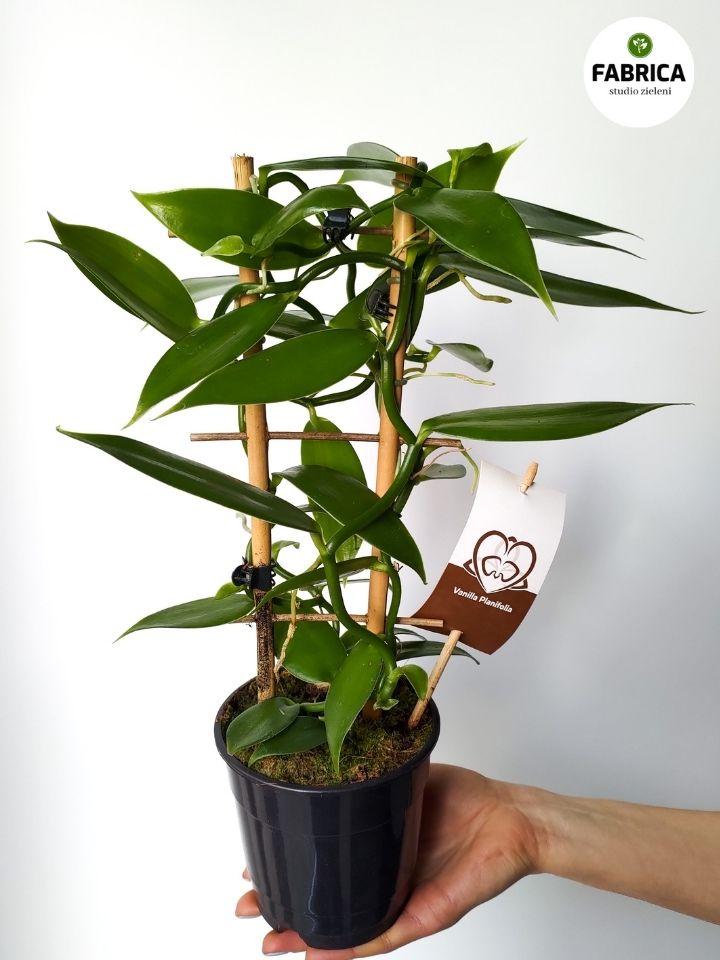 Uprawa wanilii w doniczce