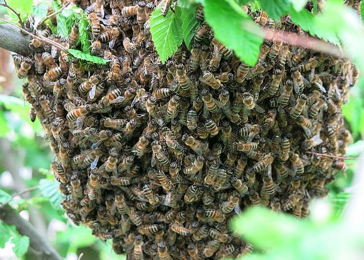 Usuwanie gniazda pszczół