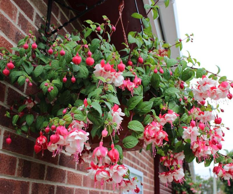 Warunki wzrostu fuksji