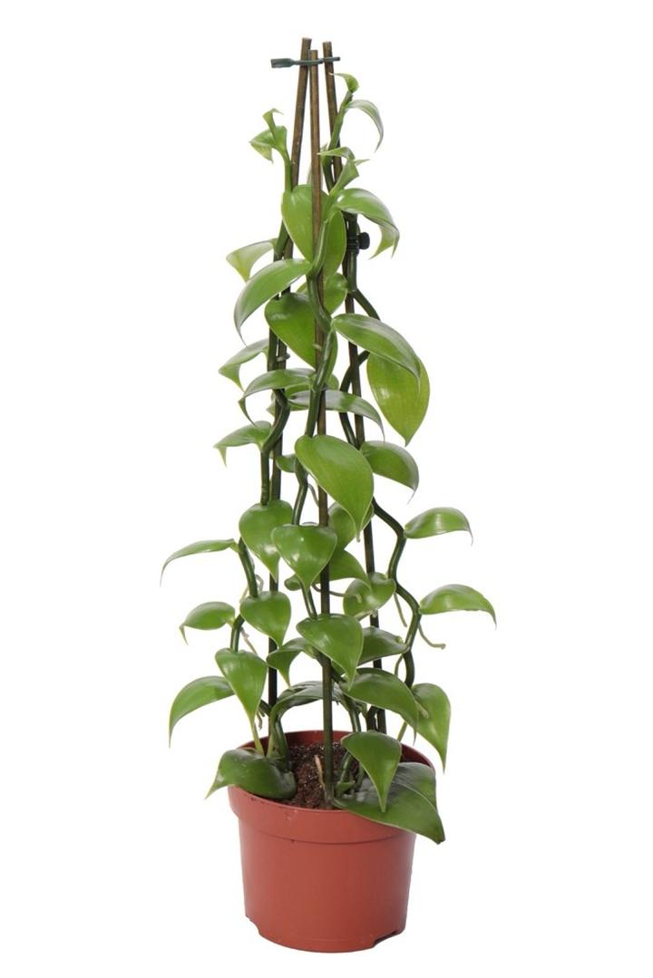 Wilgotność i nasłonecznienie wanilii