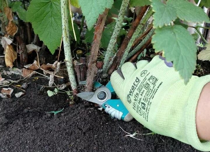 Wpływ przycinania na plony