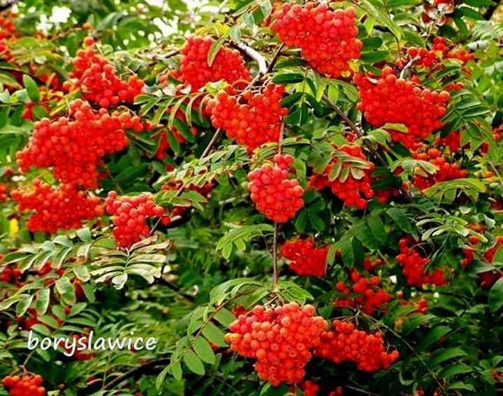 Zastosowania owoców jarzebiny