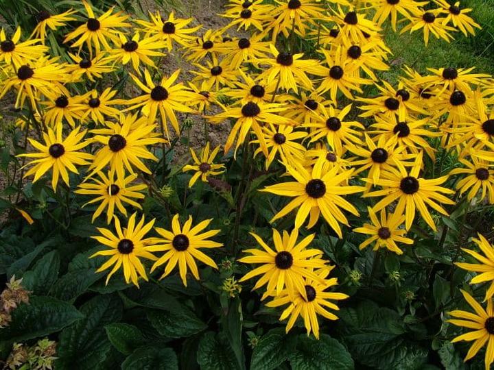 Zastosowanie rudbekii w ogrodzie