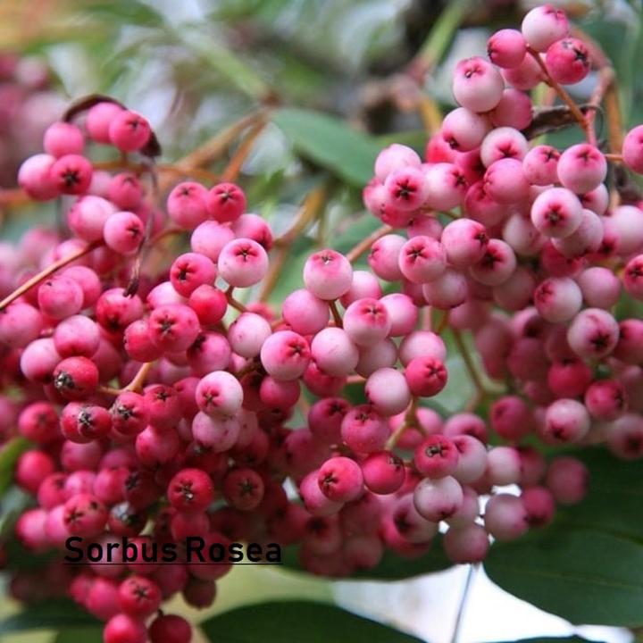 Zbiór owoców jarzebiny