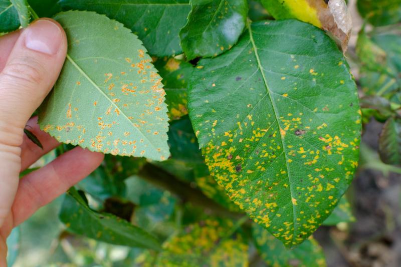Zwalczanie rdzy roślin