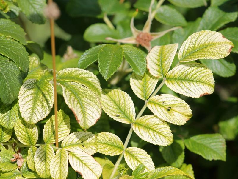 Chloroza liści – przyczyny, objawy i skuteczne metody walki z problemem