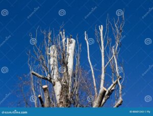 Ciecie brzozy: Kiedy i jak to zrobić? Oto nasze praktyczne podpowiedzi!