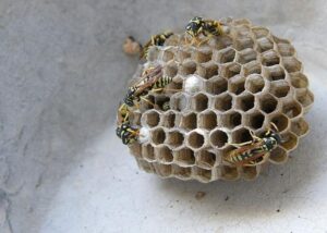 Co zrobić z gniazdem pszczół przy domu? Sprawdź kilka skutecznych rozwiązań!