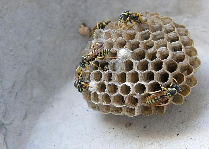 Co zrobić z gniazdem pszczół przy domu? Sprawdź kilka skutecznych rozwiązań!