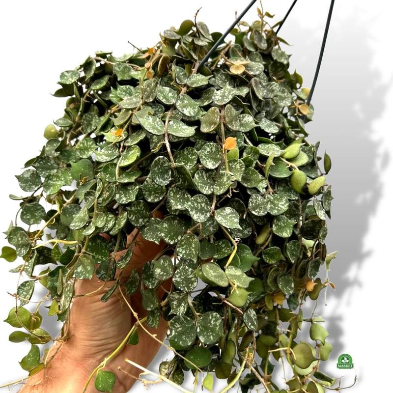 Hoja – co to za roślina i jak wygląda? Odkryj, czy warto ją uprawiać!