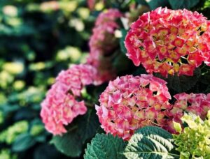 Hortensje w towarzystwie – jakie rośliny najlepiej komponują się z hortensją bukietową i ogrodową?