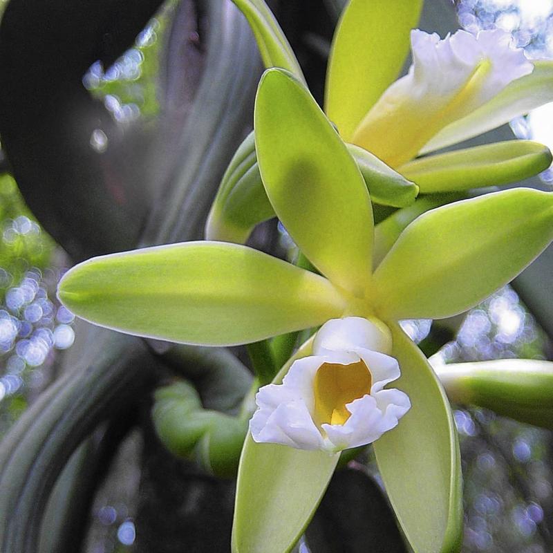 Jak skutecznie dbać o wanilię w doniczce? Praktyczne wskazówki dla początkujących