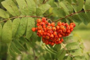 Jak uprawiać jarzebinę w ogrodzie i kiedy zbierać jej owoce?