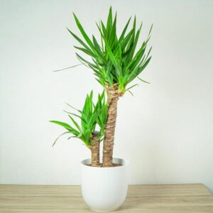 Kiedy przesadzać jukę? Praktyczny poradnik dla każdego miłośnika roślin