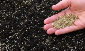 Najlepszy czas na sianie trawy – odkryj, kiedy to zrobić, aby uzyskać idealny efekt