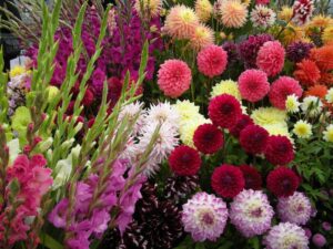 Praktyczne wskazówki: Kiedy sadzić dalie i mieczyki w Twoim ogrodzie?