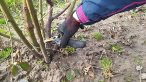 Praktyczny poradnik: Jak i kiedy przycinać jeżyny, aby cieszyć się obfitym plonem