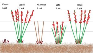 Przycinanie malin – praktyczny poradnik jak i kiedy to zrobić, aby uzyskać obfite plony