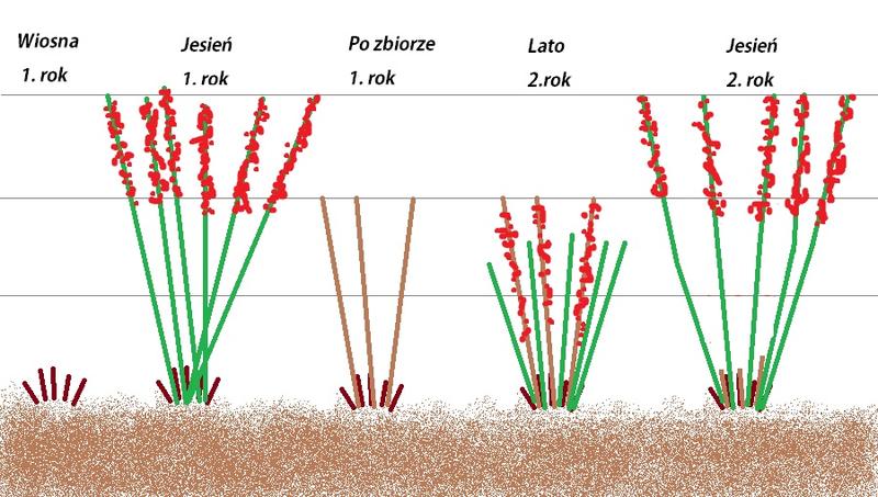 Przycinanie malin – praktyczny poradnik jak i kiedy to zrobić, aby uzyskać obfite plony
