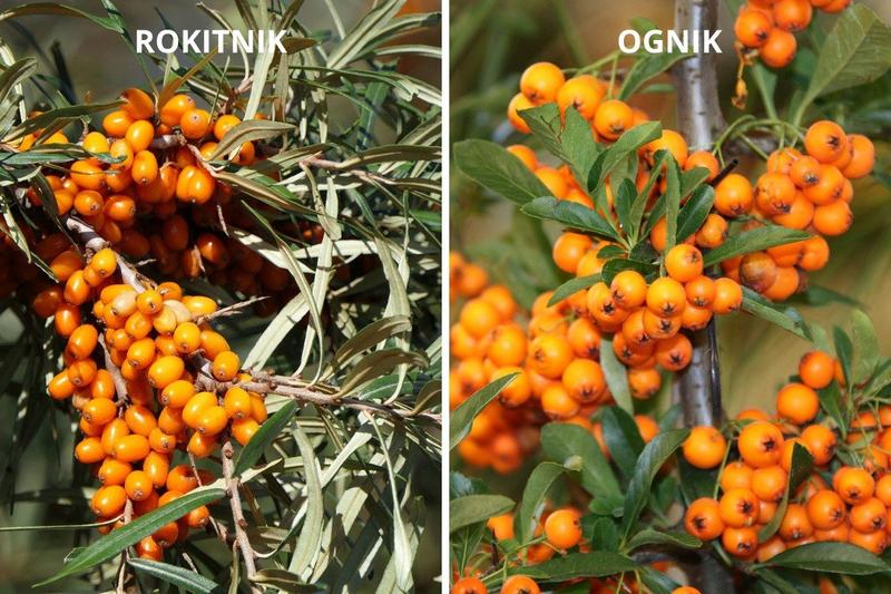 Rokitnik i ognik – jakie są różnice między tymi dwoma roślinami?