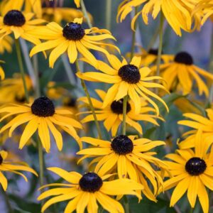 Rudbekia wieloletnia: Odkryj jej odmiany oraz sekrety pielęgnacji i uprawy