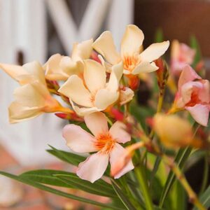 Sekrety udanej uprawy oleandra w domowych warunkach – jak go pielęgnować?