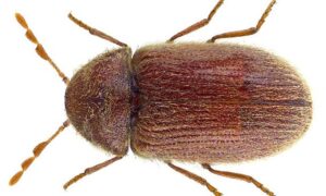 Skuteczne sposoby na pozbycie się żywiaka brązowego, czyli małych brązowych robaczków w Twoim domu