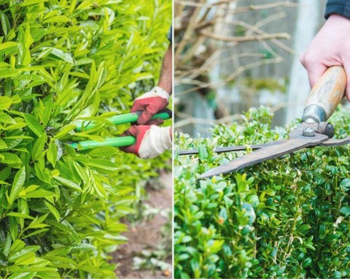 Błędy w pielęgnacji żywopłotów