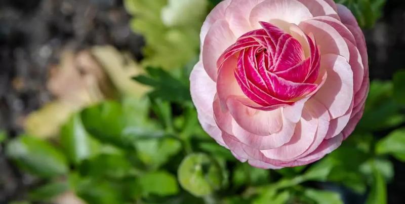 Kiedy sadzić jaskry