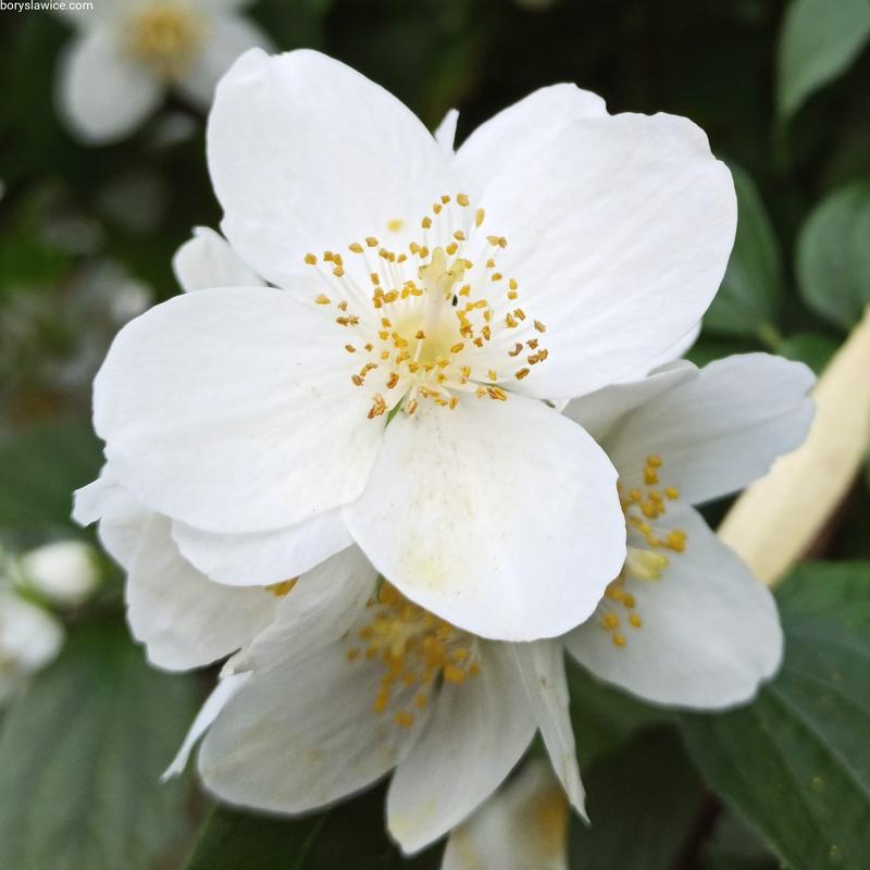 Kwitnienie jasminowca