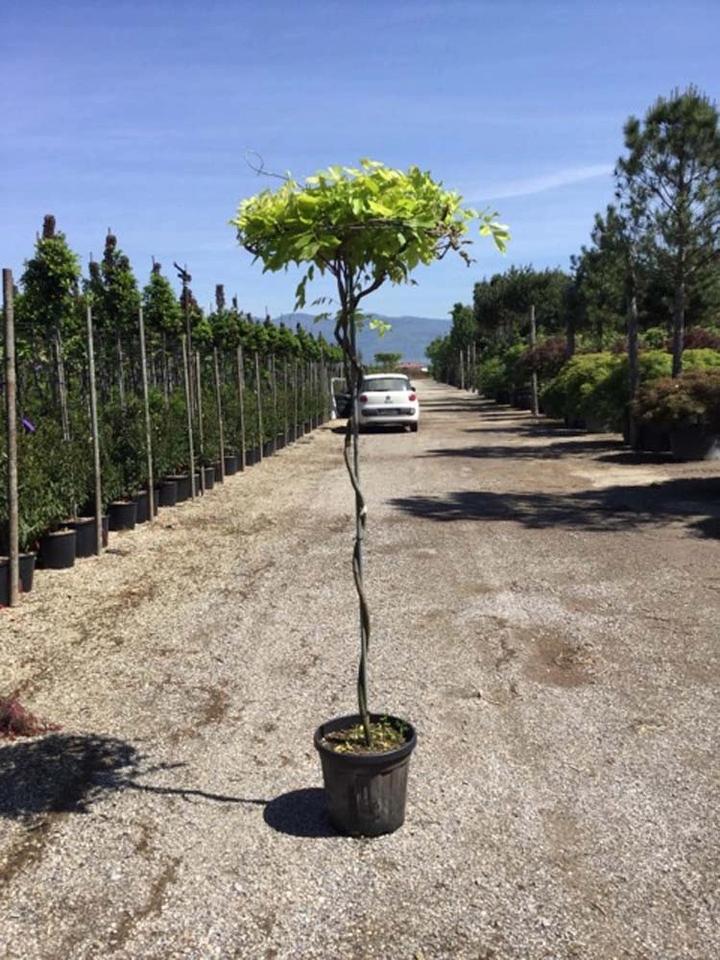 Pielęgnacja drzewa parasol