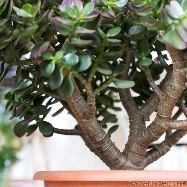 Pielęgnacja grubosza